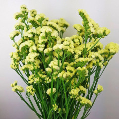 Статица «Суприм желтая» - Фото 1