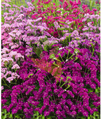 Статица «Суприм карминная» - Фото 1