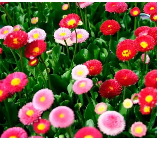 Маргаритка «Большая кнопка»