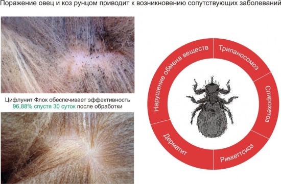 Инсектицидный препарат для овец и коз «Цифлунит Флок»