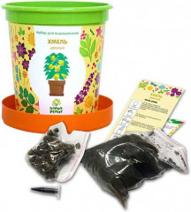 Набор для выращивания «Хмель добрый» - Фото 1