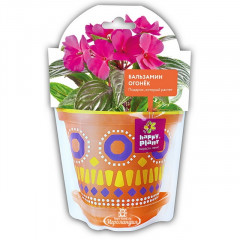 Набор для выращивания «Бальзамин огонек» - Фото 1