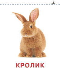 Развивающие карточки Домана для малышей. Комплект из 6 книг - Фото 10