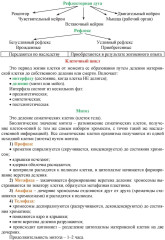 Биология 5-7 классы. Основные термины, понятия и определения: комплект из 4 карт для подготовки к контрольным работам, экзаменам - Фото 5