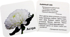 Однолетние садовые цветы. 12 развивающих карточек с красочными картинками, стихами и загадками для занятий с детьми - Фото 1