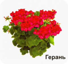 Многолетние садовые цветы. 12 развивающих карточек с красочными картинками, стихами и загадками для занятий с детьми - Фото 1