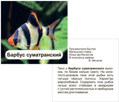 Аквариумные рыбки. 12 развивающих карточек с красочными картинками, стихами и загадками для занятий с детьми - Фото 1