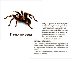 Животные террариума. 12 развивающих карточек с красочными картинками и загадками для занятий с детьми - Фото 1