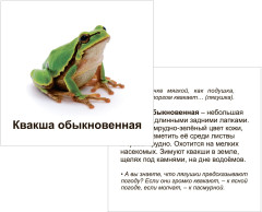Животные террариума. 12 развивающих карточек с красочными картинками и загадками для занятий с детьми - Фото 2