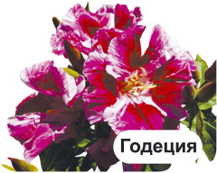 Двулетние садовые цветы. 12 развивающих карточек с красочными картинками, стихами и загадками для занятий с детьми - Фото 5