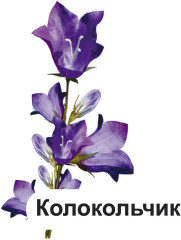 Двулетние садовые цветы. 12 развивающих карточек с красочными картинками, стихами и загадками для занятий с детьми - Фото 6