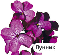 Двулетние садовые цветы. 12 развивающих карточек с красочными картинками, стихами и загадками для занятий с детьми - Фото 7