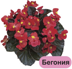 Луковичные и клубневые садовые цветы. 12 развивающих карточек с красочными картинками, стихами и загадками для занятий с детьми - Фото 1