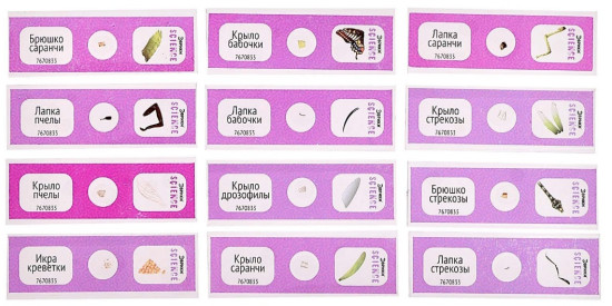 Набор для опытов «Набор микропрепаратов», насекомые