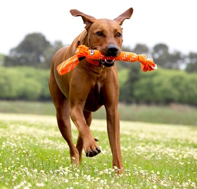 Игрушка для собак веревочная