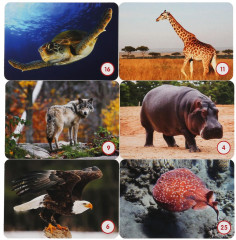 Игра настольная «Мемо. Удивительные животные» - Фото 1