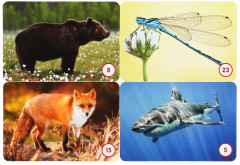 Игра настольная «Мемо. Удивительные животные» - Фото 2