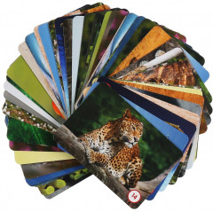 Игра настольная «Мемо. Удивительные животные» - Фото 3