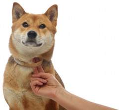 Ошейник от блох и клещей для собак средних пород - Фото 2