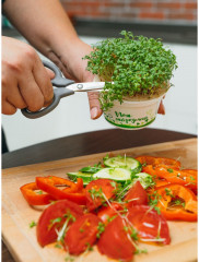 Набор для выращивания «Моя микрозелень. Базилик» - Фото 5