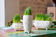 Набор для выращивания «Eco», Буль - Фото 2