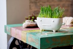 Набор для выращивания «Eco», Буль - Фото 1