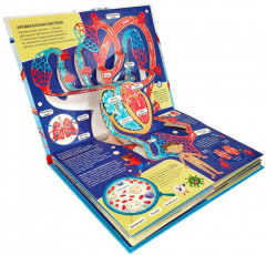 Pop-up энциклопедия для детей о теле человека «Анатаомия» (книжка-панорамка) - Фото 1