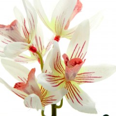 Композиция в горшке «Орхидея Доритис» - Фото 1