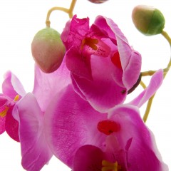 Композиция в горшке «Орхидея Фаленопсис» - Фото 1