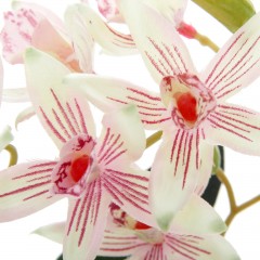 Композиция в горшке «Лучистая орхидея» - Фото 1