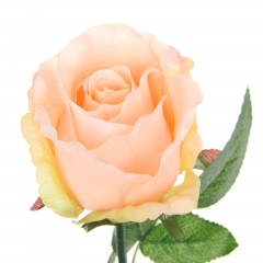 Роза со свитком-пожеланием «Любимой маме» - Фото 5