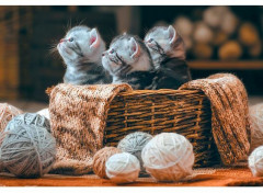 Пазл «Хвостатые полосатые» - Фото 1