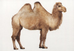 Английский язык. Животные - Фото 1