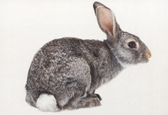 Английский язык. Животные - Фото 3