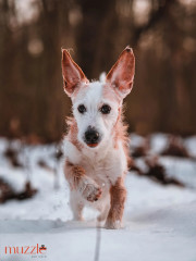 Воск защитный для лап собак и кошек - Фото 5