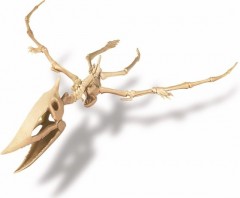 Археологические раскопки «Скелет Птерозавра» - Фото 1