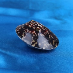 Морская раковина декоративная погремушка черная - Фото 2