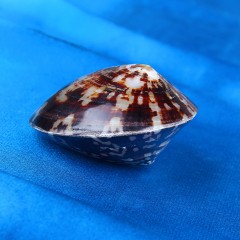 Морская раковина декоративная погремушка черная - Фото 1