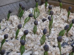 Набор для выращивания «Кедр сибирский» - Фото 1