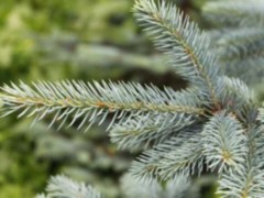 Набор для выращивания «Ель колючая сизая» - Фото 1