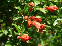 Набор для выращивания «Гранат обыкновенный» - Фото 1