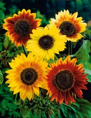 Набор для выращивания «Подсолнечник декоративный» - Фото 1