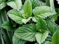 Набор для выращивания «Мята дикая» - Фото 1