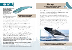 Қызықты деректер. Теңіз тұрғындары мен бауырымен жолғалаушылар - Фото 1