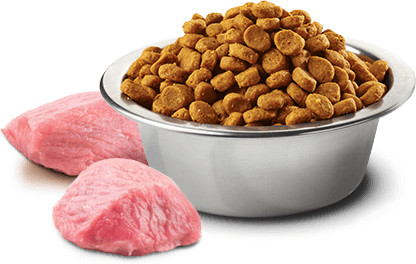 Корм для собак беззерновой с ягненком, тыквой и черникой