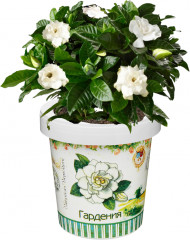 Набор для выращивания «Гардения» - Фото 3