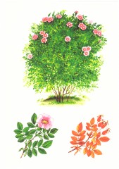 Дидактикалық материалдар «Бұталар» - Фото 2