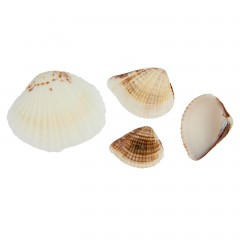 Набор ракушек, 100 гр - Фото 2