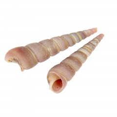 Набор ракушек 100 гр - Фото 2