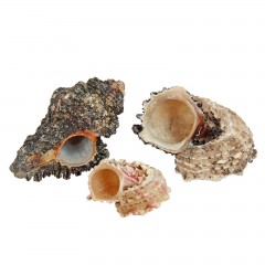 Набор ракушек, внутри перламутр, 100 г - Фото 2